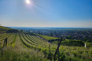 20250518-Trail-des-Celtes-007