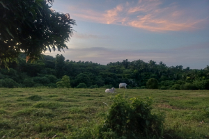 20250803-Trail-Morena-001