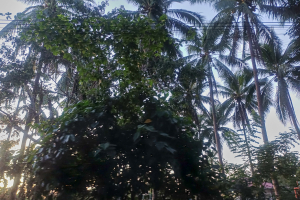 20250803-Trail-Morena-002