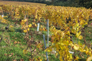 IMG_20251025_131503123_HDR