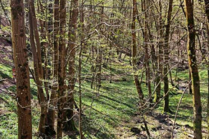 2026.03.15_Auffargis_002