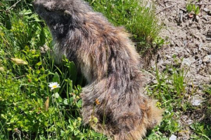 marmotte
